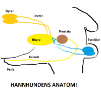 Hannhundens anatomi